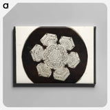 Wilson Bentley Photomicrograph of Stellar Snowflake No. 1055 - ウィルソン ベントレー Canvas.