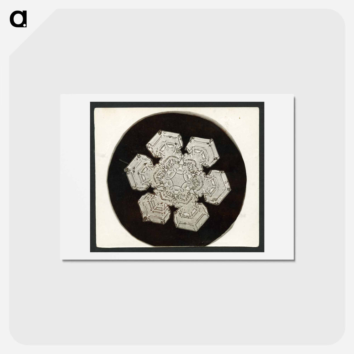 アートポストカード-Wilson Bentley Photomicrograph of Stellar Snowflake No. 1055 - ウィルソン ベントレー Postcard.