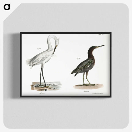1-30_Zoology-of-New-York_blk-crop
