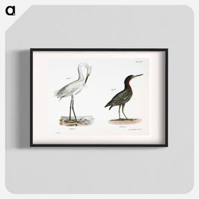 アートポスター-White-crested Heron (Ardea candidissima) 188. Green Heron or Poke (Ardea virescens) illustration from Zoology of New York by - ニューヨークの動物学 Poster.