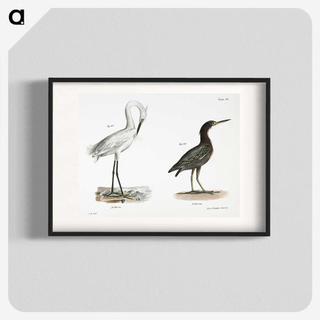 1-30_Zoology-of-New-York_blk