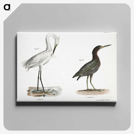 1-30_Zoology-of-New-York_canvas