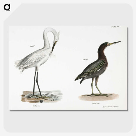1-30_Zoology-of-New-York_picture-crop