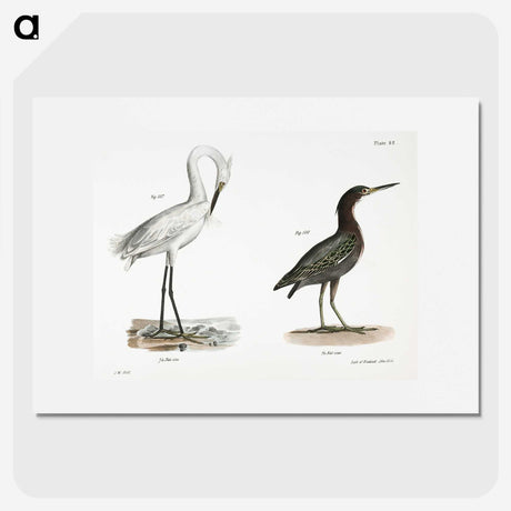 1-30_Zoology-of-New-York_picture