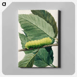 Lunar Caterpillar - アボット ハンダーソン セイヤー Canvas.