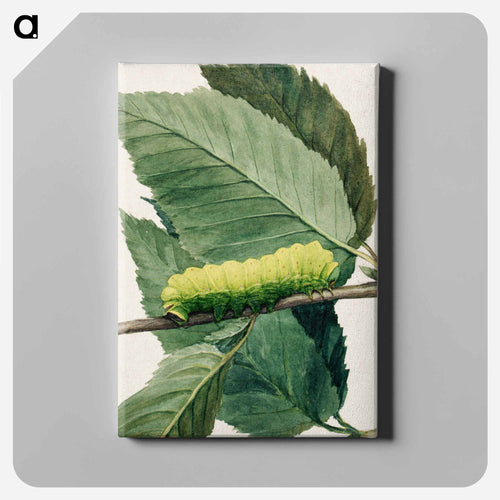 Lunar Caterpillar - アボット ハンダーソン セイヤー Canvas.