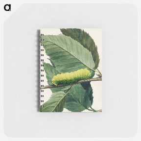 アートメモ帳-Lunar Caterpillar - アボット ハンダーソン セイヤー Memo.