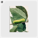 アートポストカード-Lunar Caterpillar - アボット ハンダーソン セイヤー Postcard.