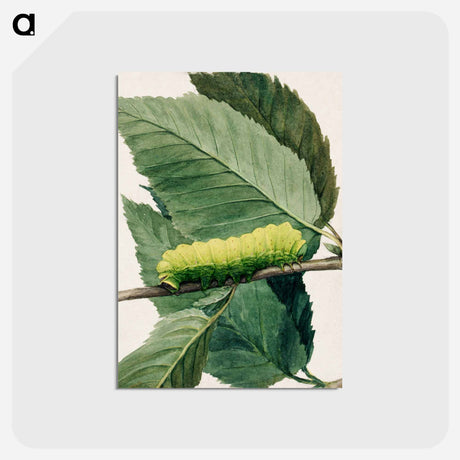 アートポストカード-Lunar Caterpillar - アボット ハンダーソン セイヤー Postcard.