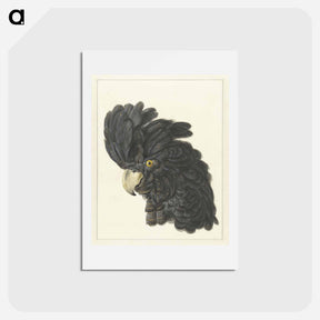 アートポストカード-Head of a Cockatoo - アールト シューマン Postcard.