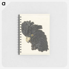 アートメモ帳-Head of a Cockatoo - アールト シューマン Memo.