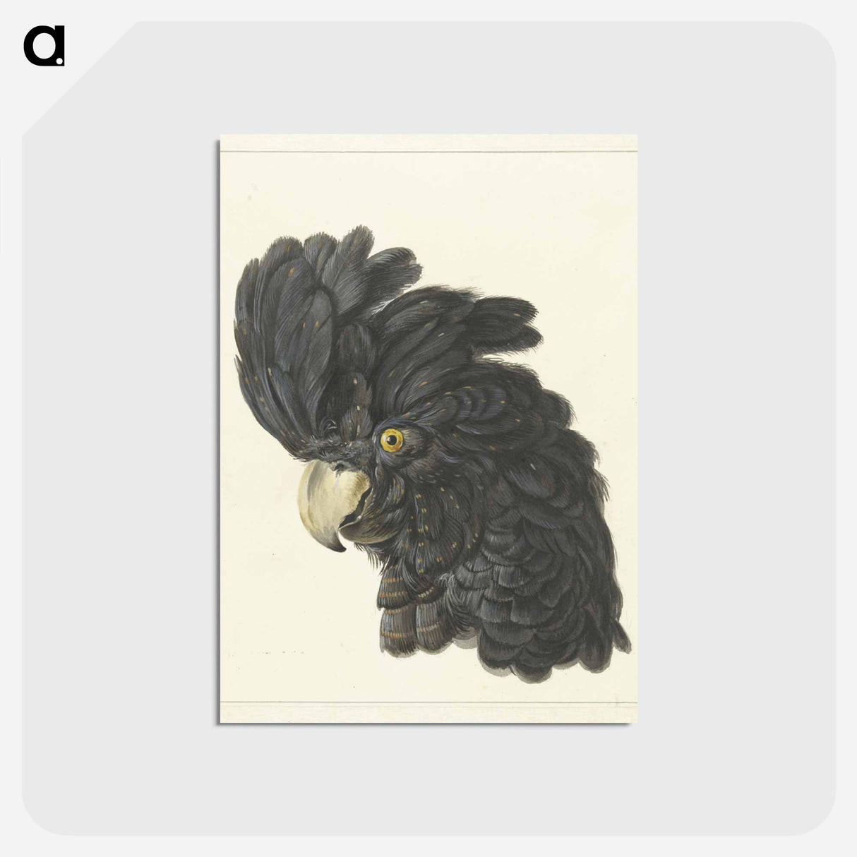 アートポストカード-Head of a Cockatoo - アールト シューマン Postcard.