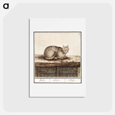 アートポストカード-Cat - アンセルムス ボエティウス デ ブート Postcard.