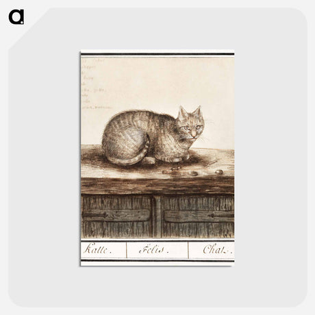 アートポストカード-Cat - アンセルムス ボエティウス デ ブート Postcard.