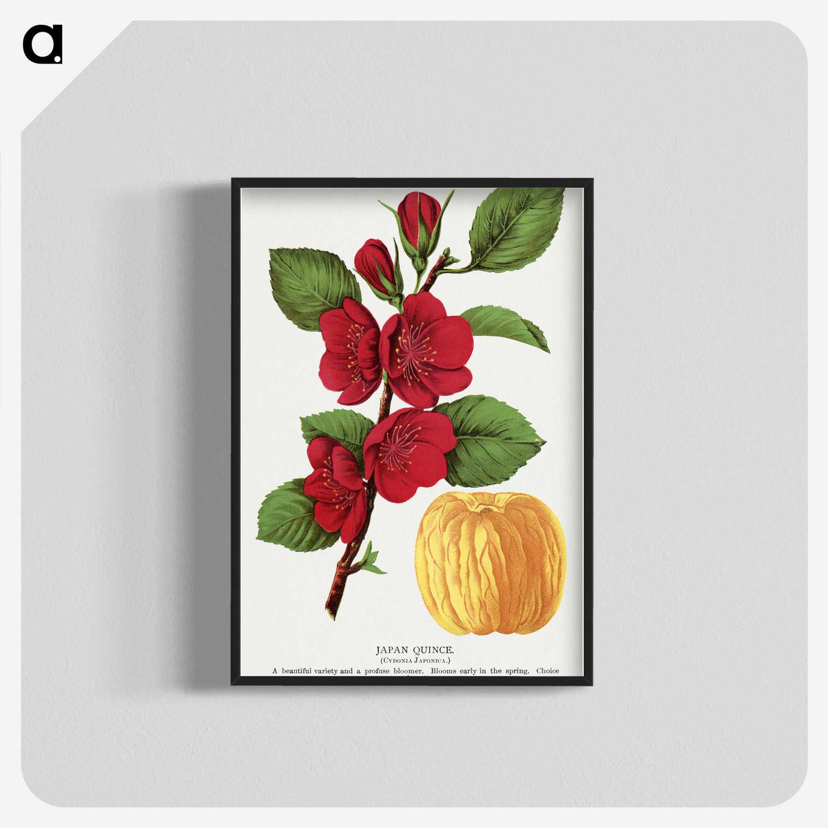 1-31_Botanical-Specimen-Plates_blk-crop