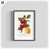 1-31_Botanical-Specimen-Plates_blk