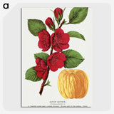 1-31_Botanical-Specimen-Plates_picture-crop
