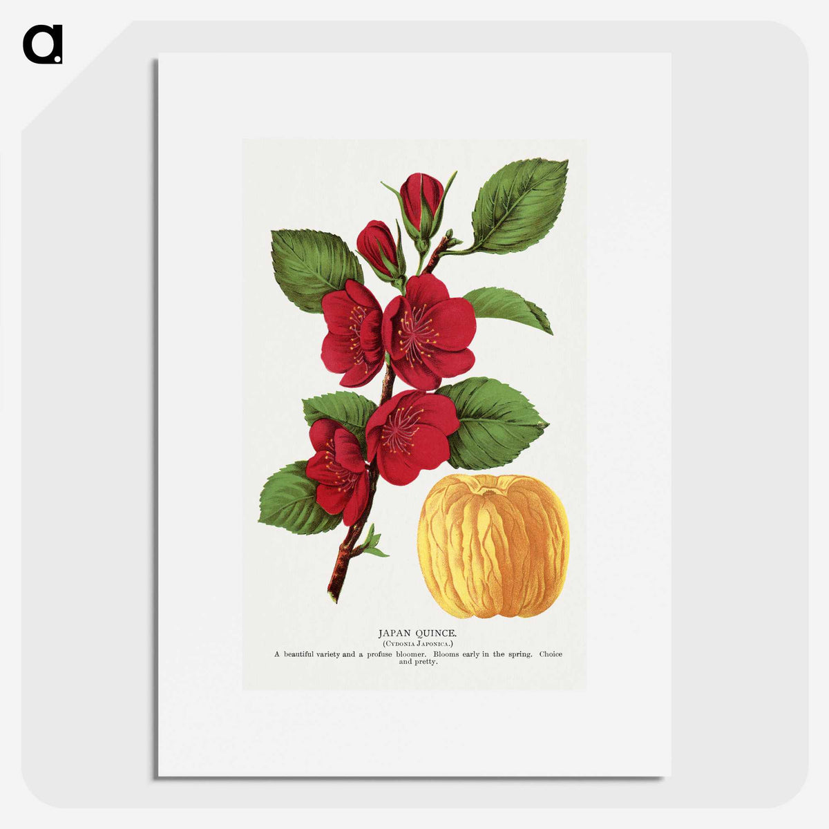 1-31_Botanical-Specimen-Plates_picture