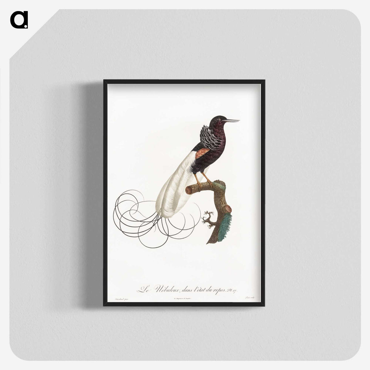 1-31_Des-Oiseaux-de-Paradis_blk-crop