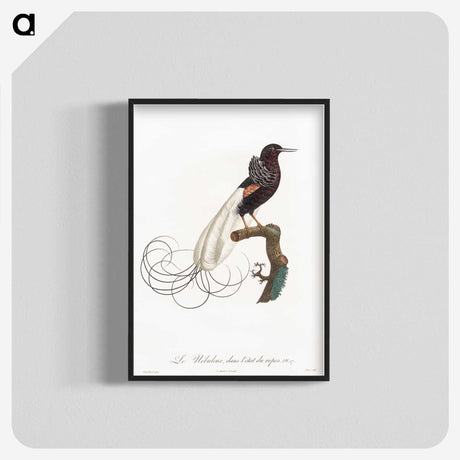 1-31_Des-Oiseaux-de-Paradis_blk-crop