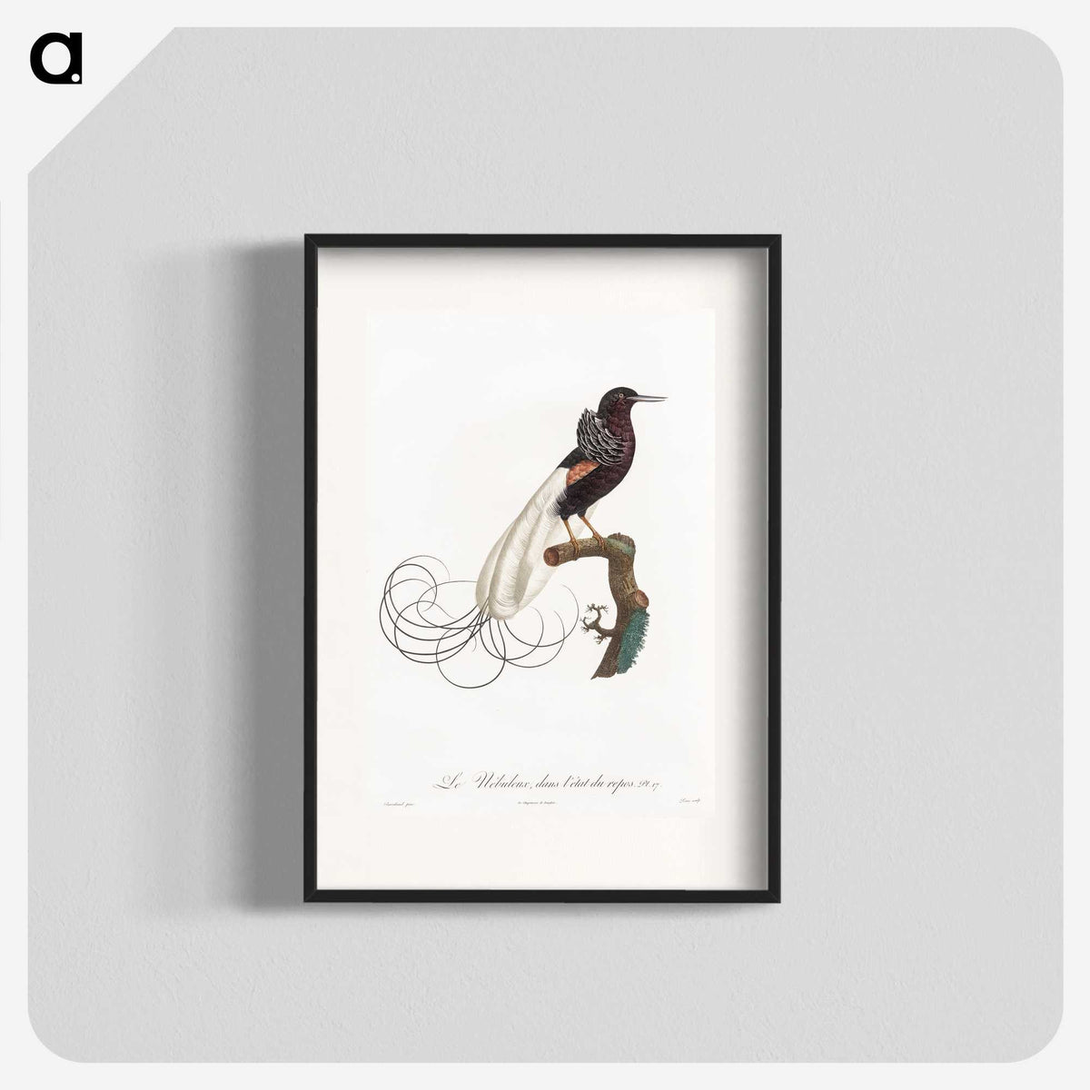 1-31_Des-Oiseaux-de-Paradis_blk
