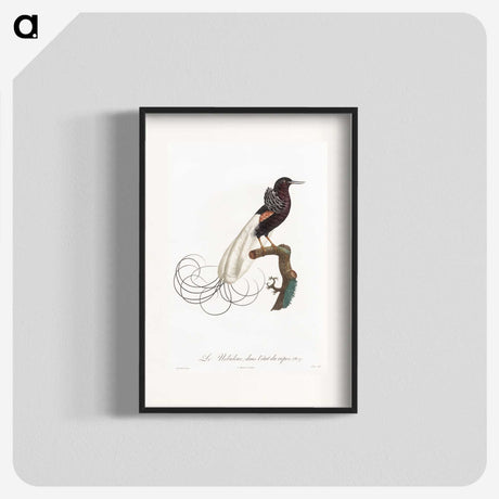 1-31_Des-Oiseaux-de-Paradis_blk