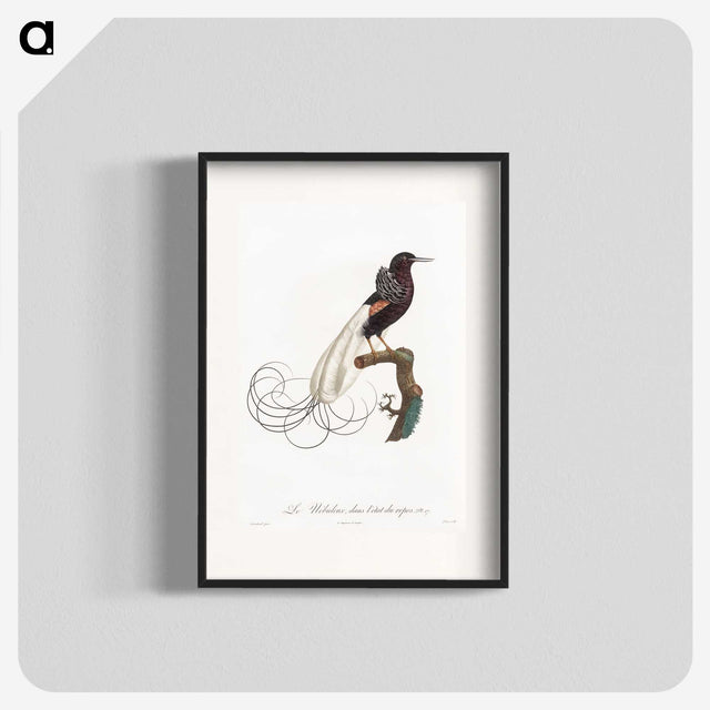 1-31_Des-Oiseaux-de-Paradis_blk