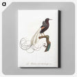 1-31_Des-Oiseaux-de-Paradis_canvas