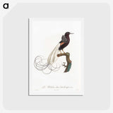 1-31_Des-Oiseaux-de-Paradis_hagaki