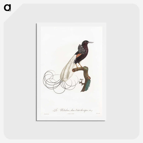 1-31_Des-Oiseaux-de-Paradis_hagaki