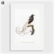 1-31_Des-Oiseaux-de-Paradis_picture