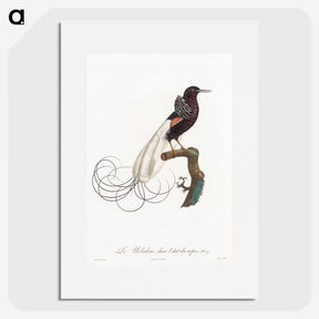 1-31_Des-Oiseaux-de-Paradis_picture