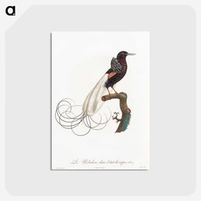 1-31_Des-Oiseaux-de-Paradis_postcard