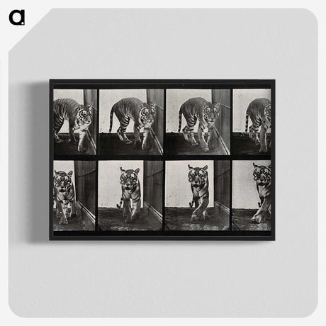 1-31_Eadweard-Muybridge_blk-crop