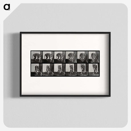 1-31_Eadweard-Muybridge_blk