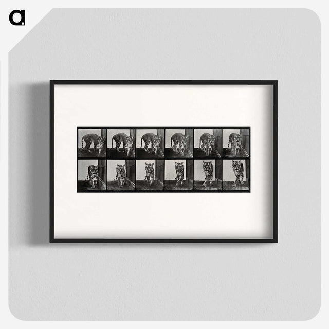 1-31_Eadweard-Muybridge_blk