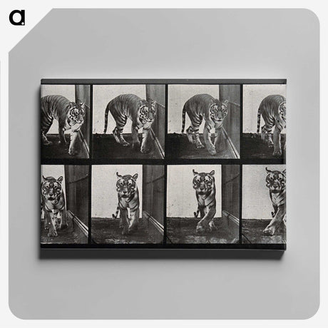 1-31_Eadweard-Muybridge_canvas