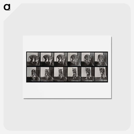 アートポストカード-Prowling Tiger
 - エドワード マイブリッジ Postcard.