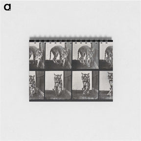 1-31_Eadweard-Muybridge_memo