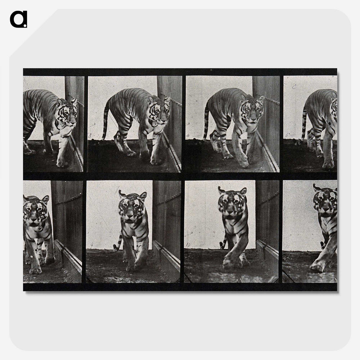 1-31_Eadweard-Muybridge_picture-crop