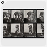 1-31_Eadweard-Muybridge_picture-crop