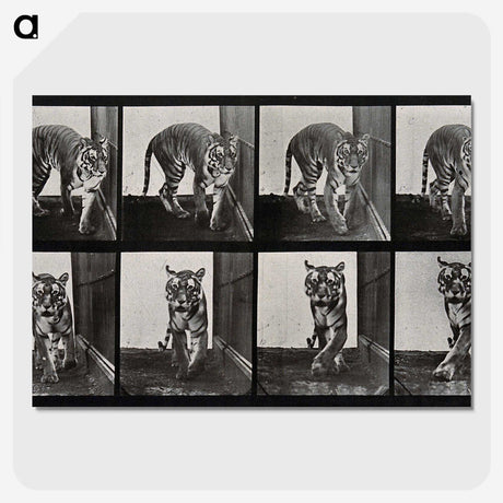 1-31_Eadweard-Muybridge_picture-crop
