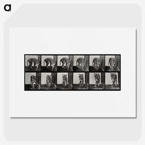 1-31_Eadweard-Muybridge_picture