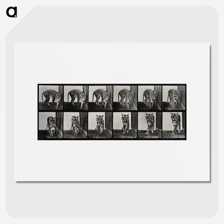 1-31_Eadweard-Muybridge_picture