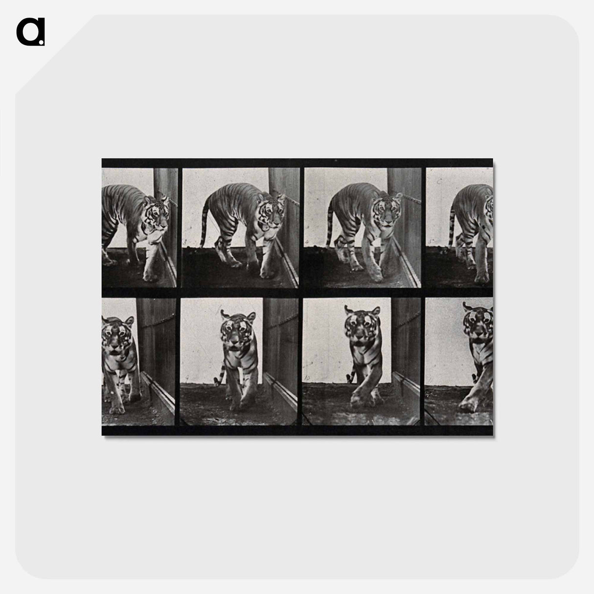 アートポストカード-Prowling Tiger
 - エドワード マイブリッジ Postcard.