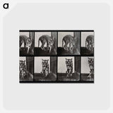 アートポストカード-Prowling Tiger
 - エドワード マイブリッジ Postcard.