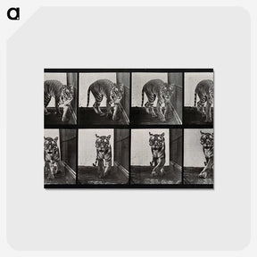 1-31_Eadweard-Muybridge_postcard