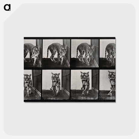 アートポストカード-Prowling Tiger
 - エドワード マイブリッジ Postcard.