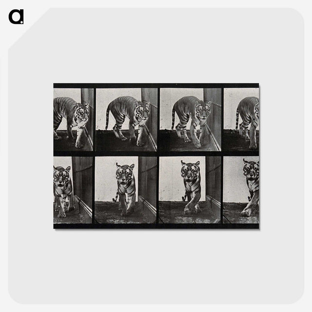 1-31_Eadweard-Muybridge_postcard