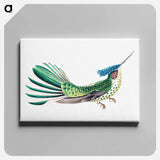 Colorful vintage hummingbird illustration - エルンスト ヘッケル Canvas.
